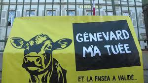 STOP AU MASSACRE DES TROUPEAUX DE VACHES et à la dictature Sanitaire aussi bien…